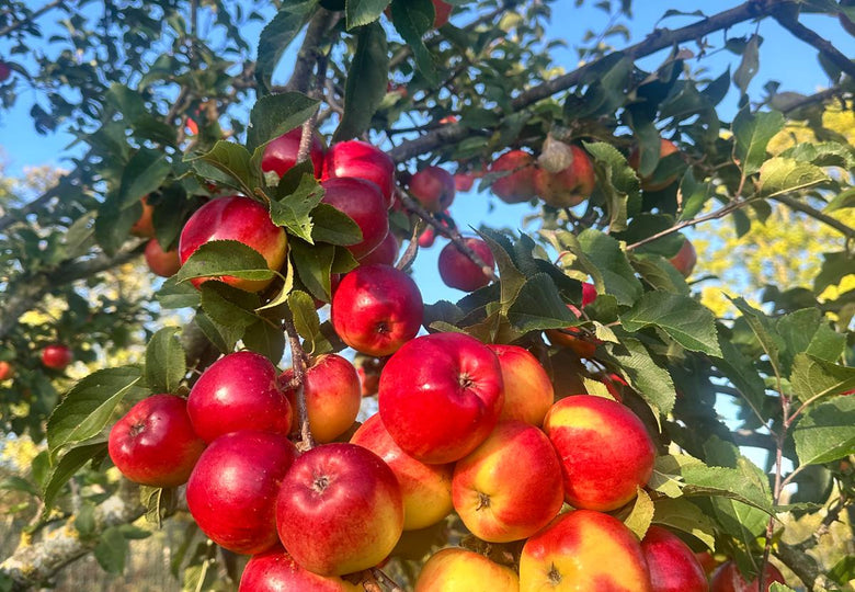 Apple Harvest Continuing