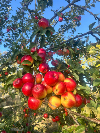 Apple Harvest Continuing