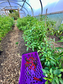 Lots to Harvest, Lots to Change