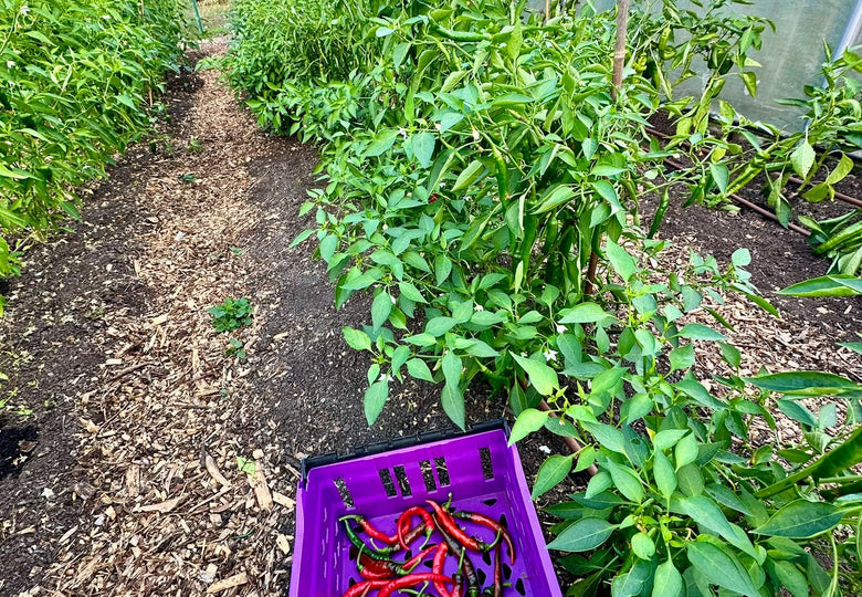 Lots to Harvest, Lots to Change