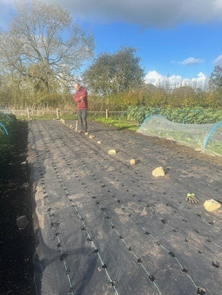 Next year's Garlic has been planted
