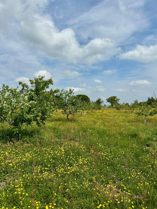 Abundance of Produce