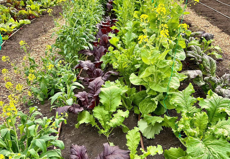 Planting Out Time