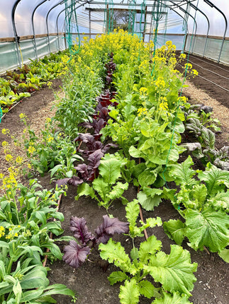 Planting Out Time