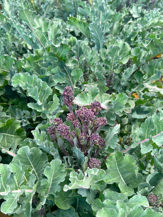 Growing Update, plus new half day courses available