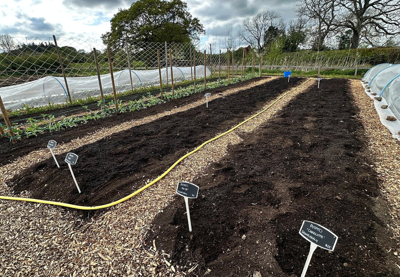 More and More Seeding and Planting Out