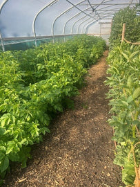 Keeping on top of the Weeding