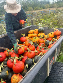 Squash Harvest