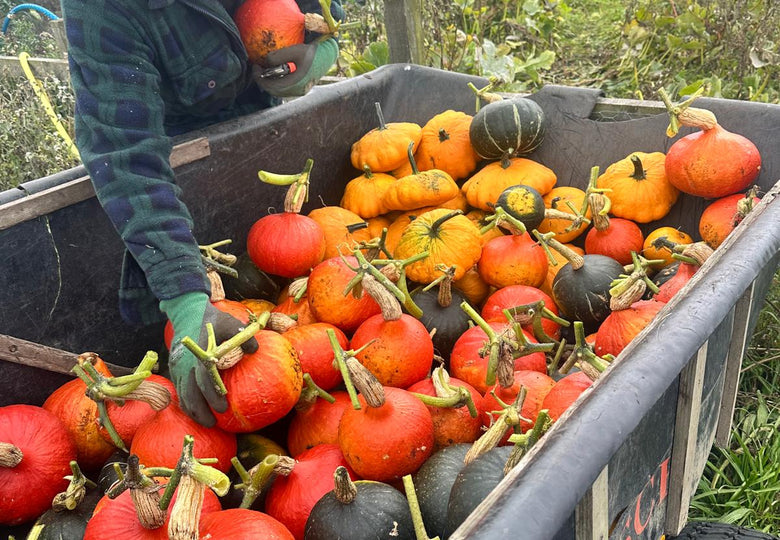 Squash Harvest