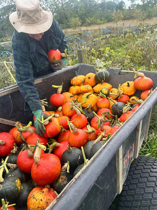 Squash Harvest