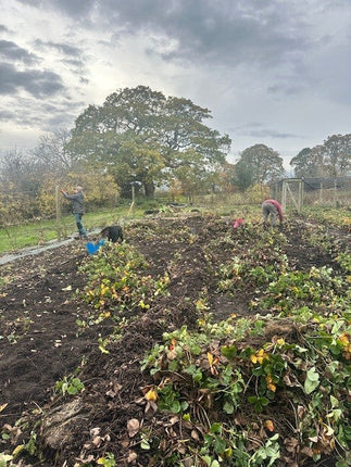 Autumn tasks