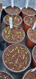 Tomatoes Thriving & Organic Principles