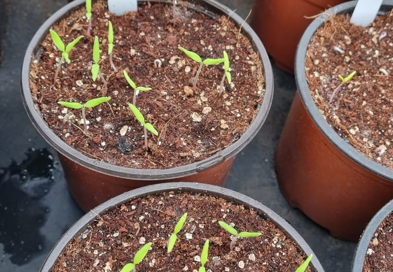 Tomatoes Thriving & Organic Principles